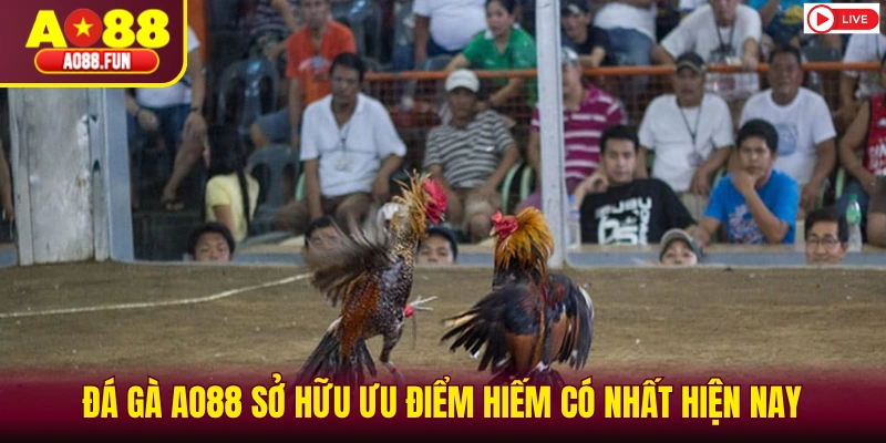 Đá gà AO88 sở hữu ưu điểm hiếm có nhất hiện nay