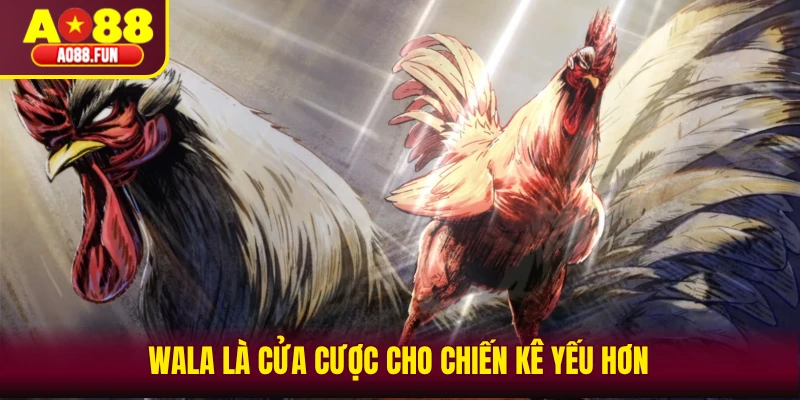 Wala là cửa cược cho chiến kê yếu hơn